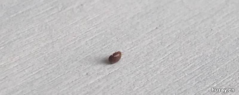屋里出现好多小虫子怎么回事 屋里面有好多小虫子怎么办?