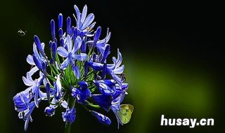 百子莲的养殖方法和注意事项 百子莲生长环境