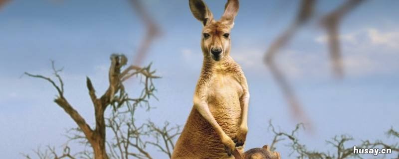 袋鼠生长在挪威吗 袋鼠生长在什么国家
