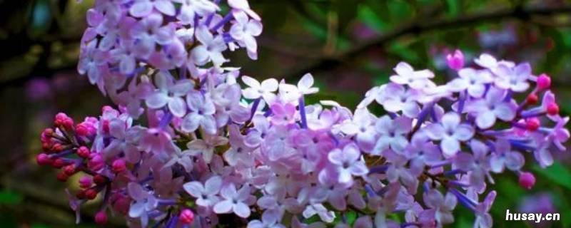 家里有丁香有什么品质 丁香有什么品格