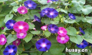 喇叭花什么时候开 喇叭花什么时候开放