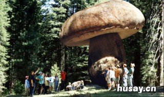 世界上最大的蘑菇有多大 世界上最大的蘑菇有多大可以食用吗