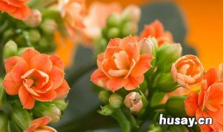 长寿花施肥时间 长寿花花期怎样施肥