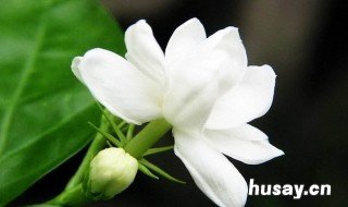 梦见白色栀子花是什么意思 孕妇梦见白色栀子花开是什么意思