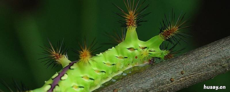 八角丁的天敌是什么 八角丁什么意思