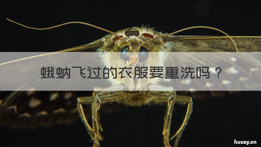 蛾蚋飞过的衣服要重洗吗 蛾蚋飞到皮肤用洗吗