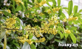 桂花树叶干枯是什么原因 桂花树叶子干枯是什么原因