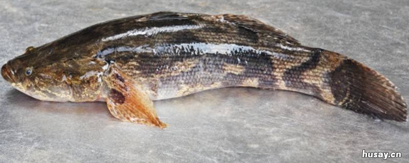 笋壳鱼又叫什么鱼 笋壳鱼又叫什么鱼图片