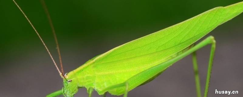 纺织娘吃什么食物 织了吃什么