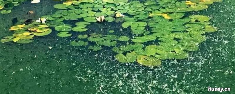 八月的雨有什么特点 为什么八月的雨