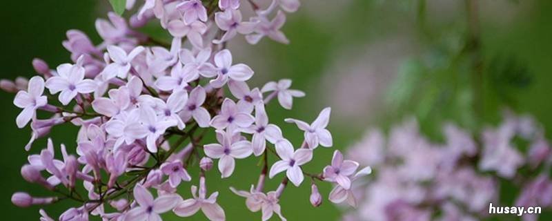 丁香具有什么样的品格 丁香具有什么样的品格和精神