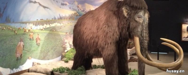 猛犸象是什么年代的 猛犸象是多少年前的