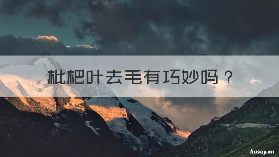 枇杷叶去毛有巧妙吗 枇杷叶入药为何要去毛
