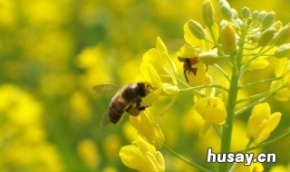 蜜蜂一生要经历哪四个时期? 蜜蜂一生要经历哪四个时期的变化