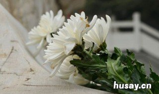 扫墓鲜花用什么花 扫墓鲜花用什么花篮