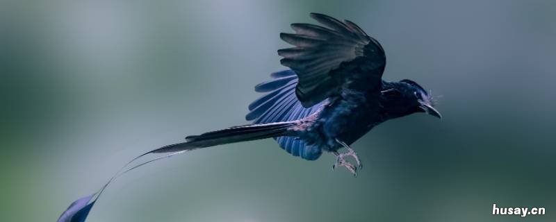 鸟的寿命 画眉鸟的寿命