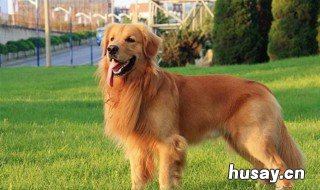 金毛犬不能吃什么 金毛犬不能吃什么?