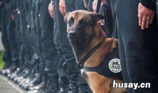 过了多久的气味警犬嗅不出来 为什么警犬能闻到各种东西呢