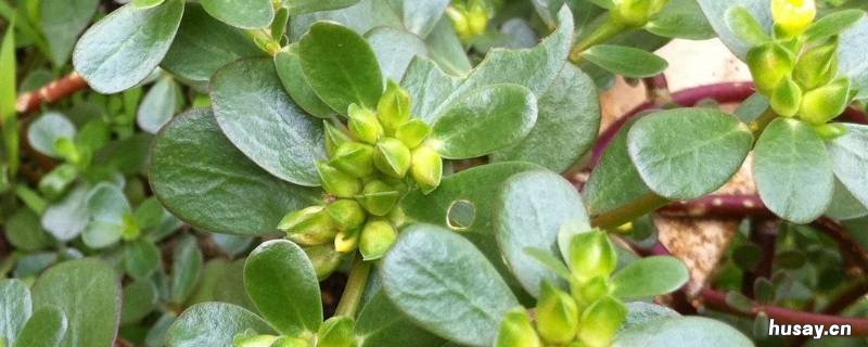 马齿苋长什么样 马齿苋长什么样对于糖尿病有什么作用