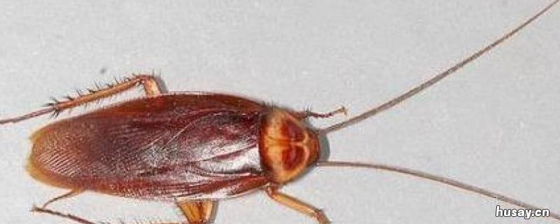 怎么快速简单的消灭蟑螂 怎么可以快速消灭蟑螂