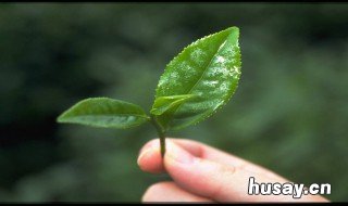 孕中期梦见采茶叶是什么预兆 怀孕梦到采茶叶是什么意思