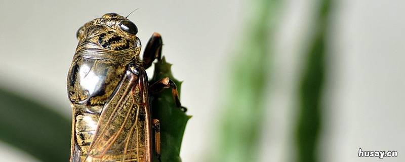 知了有几种 知了有几种吃法