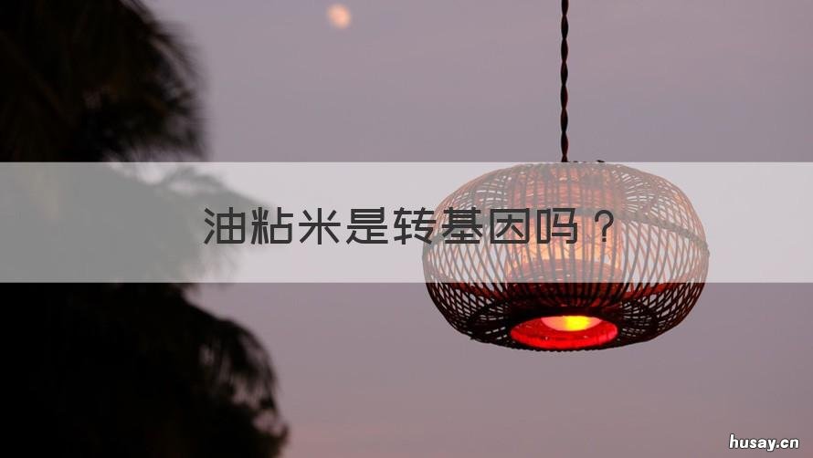 油粘米是转基因吗 米糠油有转基因吗