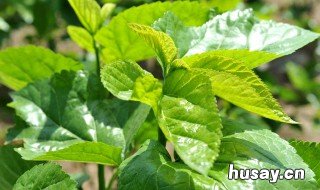 甘草和桔梗功效作用 甘草桔梗的副作用