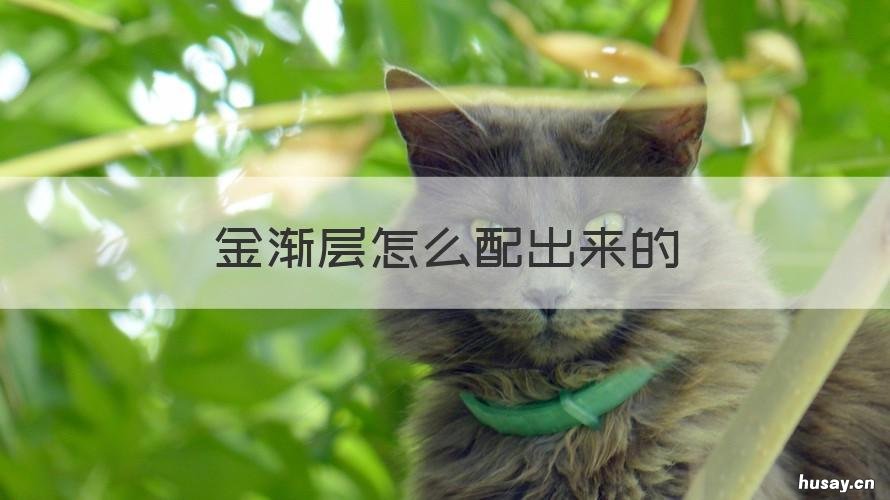 金渐层怎么配出来的 长毛蓝金渐层怎么配出来的