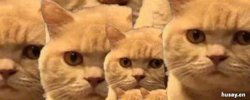 寻猫启事如何写 寻猫启事怎么做