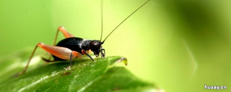 蛐蛐为啥晚上一直叫 蛐蛐为什么晚上会叫