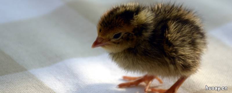 动物繁殖后代的方式 动物繁殖后代的方式有哪几种