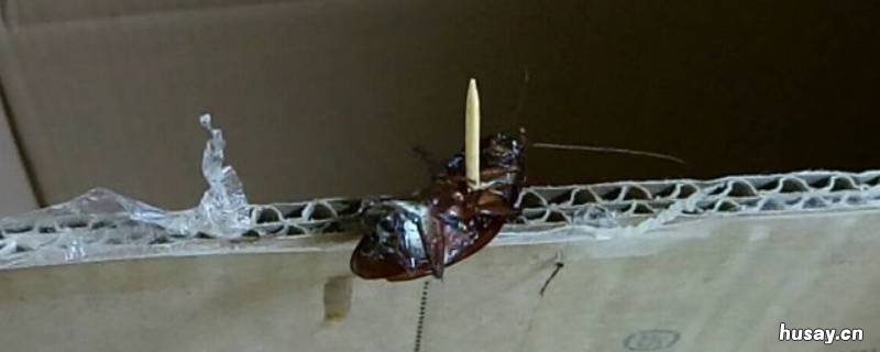 什么是蟑螂 什么是蟑螂效应