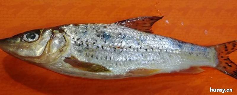 鲫花鱼叫什么 鲫鱼花是什么东西