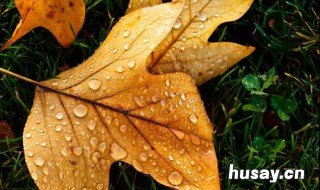 立秋是秋天的第一天吗 立秋就是秋天的第一天吗