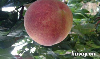 冬桃适合哪些地区种植 冬桃种植技术及品种