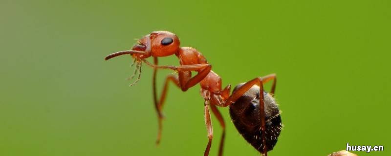 发现蚂蚁窝怎么根除 发现蚂蚁窝怎么根除图片