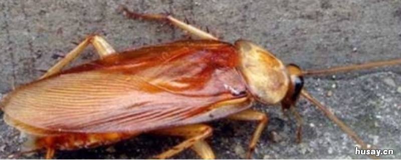 怎样防止蟑螂从门缝爬进来 怎样防止蟑螂从门缝爬进来视频