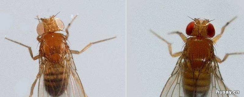 室内果蝇怎么消灭 室内果蝇怎么消灭小窍门