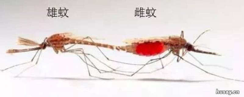蚊子如何繁殖后代 蚊子的繁殖方式