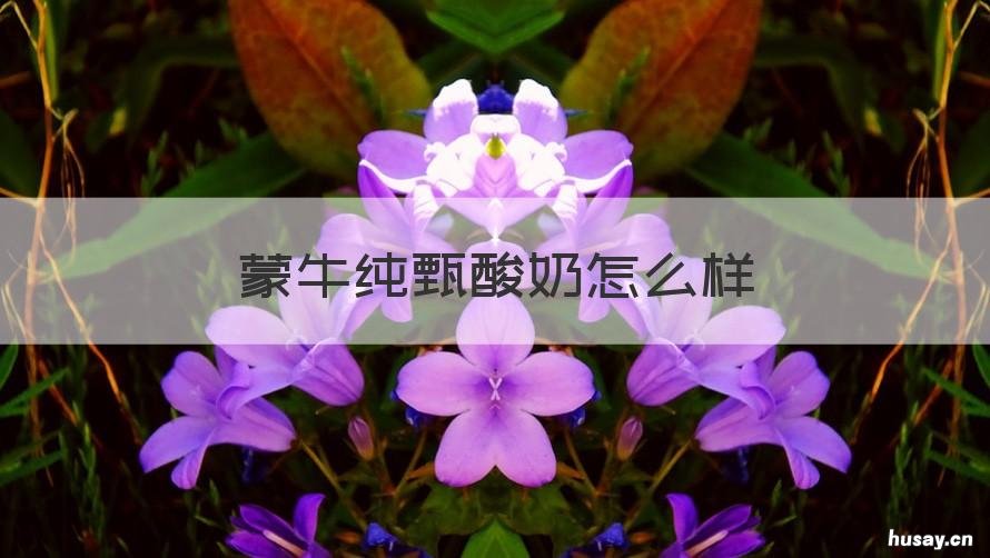 蒙牛纯甄酸奶怎么样 蒙牛纯甄酸奶原味怎么样