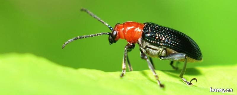 家里为什么会出现黑色甲壳虫 家里为什么会出现黑色甲壳虫呢