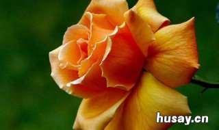 月季花语象征与寓意 真宙月季花语象征与寓意