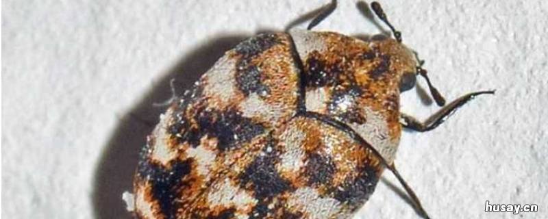 黑毛皮蠹怎么消除 如何清除黑皮蠹