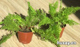 波士顿蕨的养殖方法 波斯顿蕨好养活吗