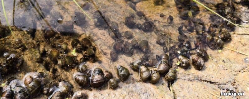 河里的螺叫什么名字 河里的一种螺