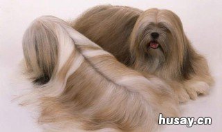 拉萨犬性格怎么样 拉萨的狗在格桑的眼中是什么样的