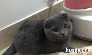 英国短毛猫和美国短毛猫怎么区分 英国短毛猫好养还是美国短毛猫好养