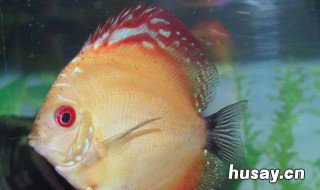 荷兰凤凰怎么养最好 荷兰凤凰怎么养最好看