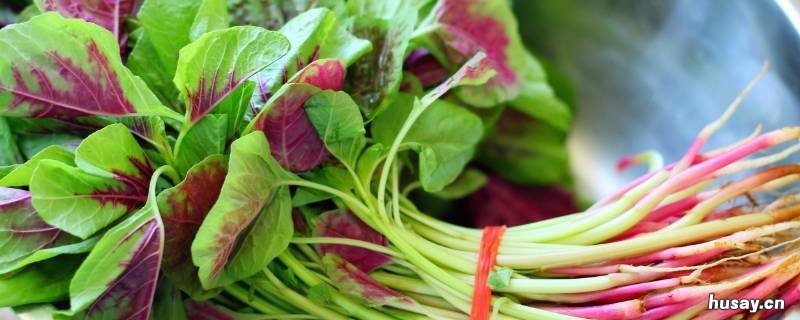 苋菜长什么样 苋菜长什么样马方讲